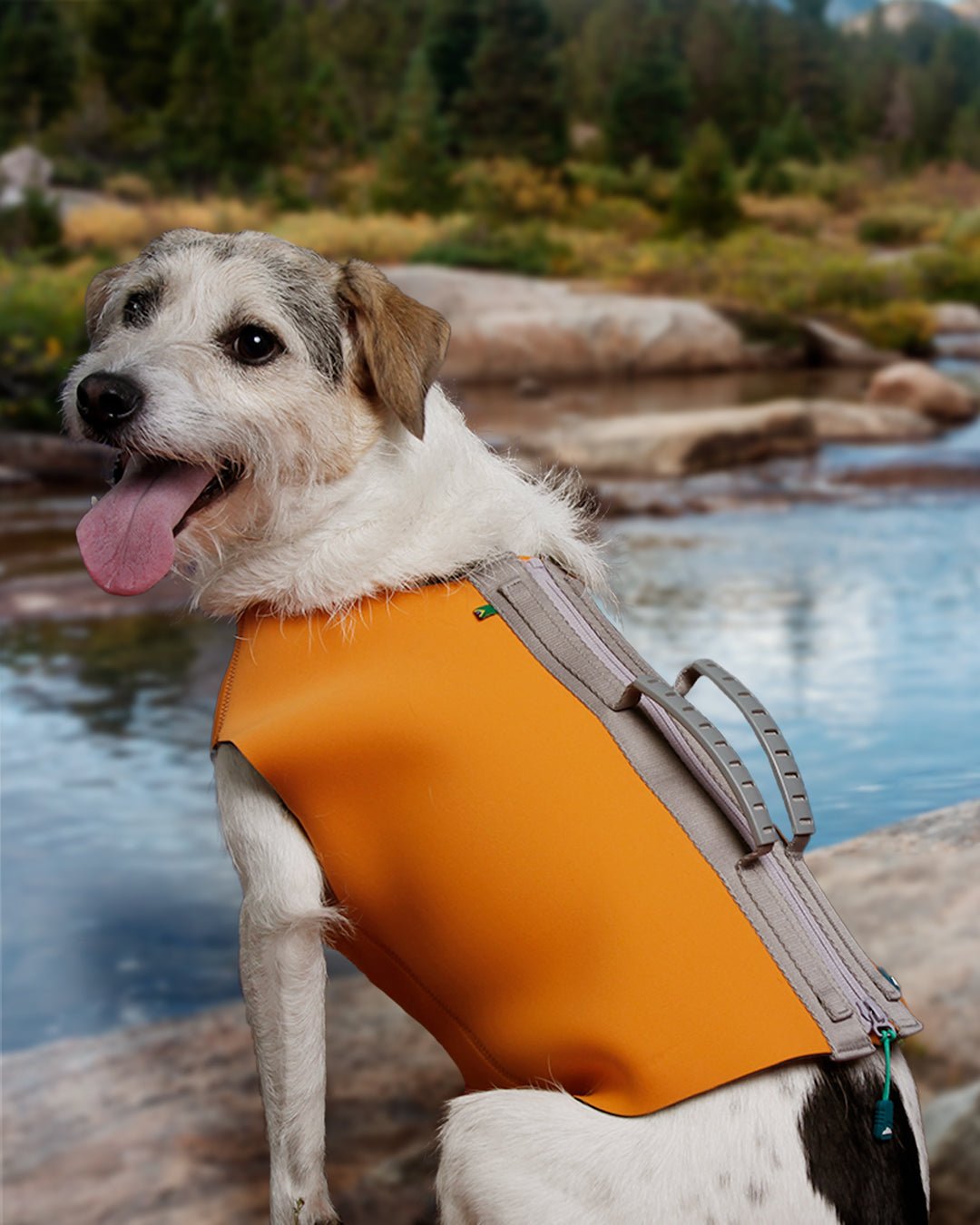 Colete de Neoprene LEO® - Baut