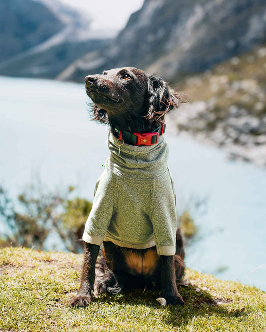 Como os adereços desnecessários afetam o bem-estar dos cães. - Baut