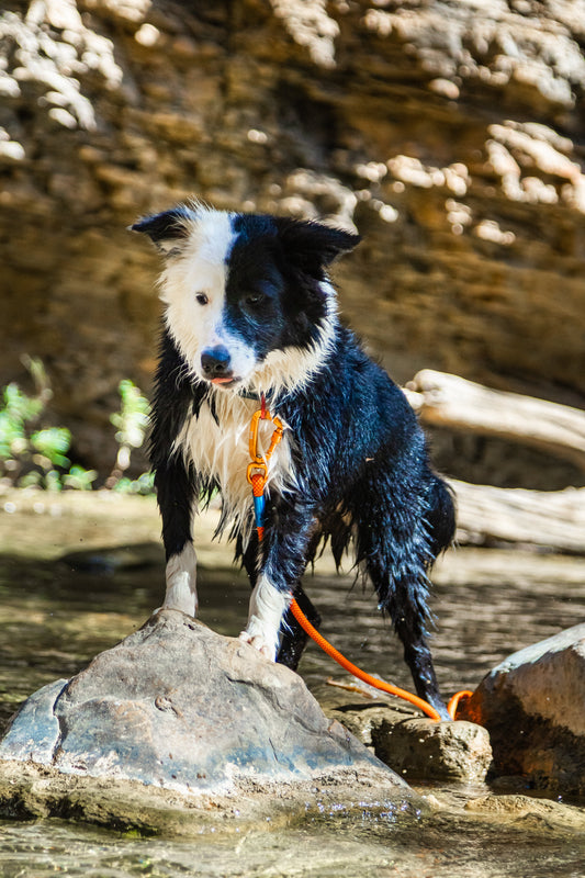 Guia rápido: como fazer seu cão mais feliz (sendo cachorro de verdade)! - Baut