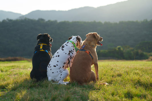 Seu cão puxa na guia? Talvez o problema não seja ele… - Baut