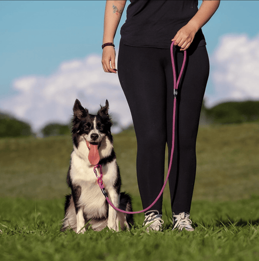 Sua guia pode estar atrapalhando a vida do seu cachorro (e você nem percebeu) - Baut