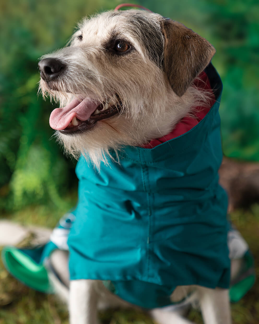 Capa de chuva ajustável para cachorros gola rosa